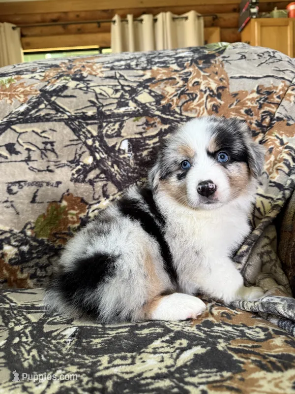 Luckie – Miniature Australian Shepherd puppy for sale in Manton, MI