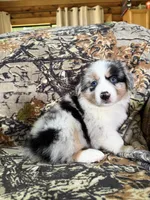 Luckie, a female Miniature Australian Shepherd for sale in Manton, MI – 1 of 10
