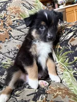 Charlie, a male Miniature Australian Shepherd for sale in Manton, MI – 4 of 9