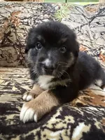 Rudolf , a male Miniature Australian Shepherd for sale in Manton, MI – 8 of 10