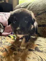 Rudolf , a male Miniature Australian Shepherd for sale in Manton, MI – 7 of 10