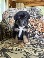 Rudolf , a male Miniature Australian Shepherd for sale in Manton, MI – 4 of 10