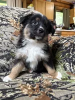 Charlie, a male Miniature Australian Shepherd for sale in Manton, MI – 9 of 9