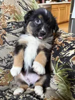 Charlie, a male Miniature Australian Shepherd for sale in Manton, MI – 3 of 9