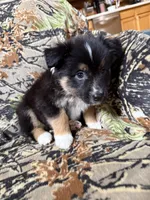 Charlie, a male Miniature Australian Shepherd for sale in Manton, MI – 2 of 9