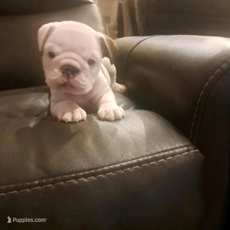 Carter – English Bulldog puppy for sale in Leesburg, FL