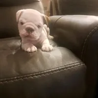 Carter, a male English Bulldog for sale in Leesburg, FL – 1 of 6