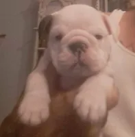Carter, a male English Bulldog for sale in Leesburg, FL – 5 of 6