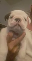 Carter, a male English Bulldog for sale in Leesburg, FL – 6 of 6