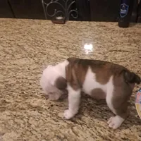Carter, a male English Bulldog for sale in Leesburg, FL – 4 of 6