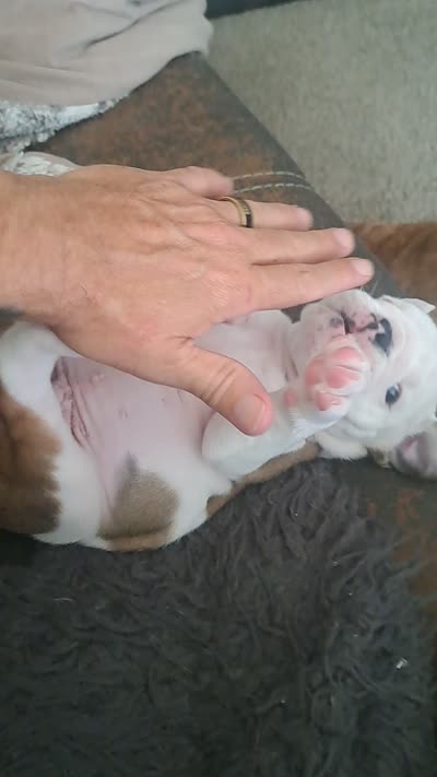 Carter, a male English Bulldog for sale in Leesburg, FL – 3 of 6