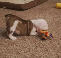 Carter, a male English Bulldog for sale in Leesburg, FL – 2 of 6