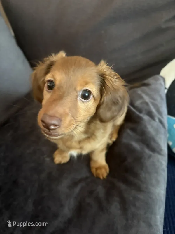 Kendall  – Miniature Dachshund puppy for sale in Doswell, VA