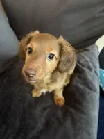 Kendall , a female Miniature Dachshund for sale in Doswell, VA – 1 of 2