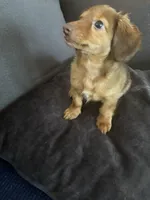 Kendall , a female Miniature Dachshund for sale in Doswell, VA – 2 of 2