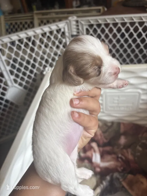 Sky – Miniature Dachshund puppy for sale in Doswell, VA
