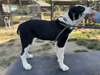 Luna, a female Central Asian Shepherd for sale in Moss, TN – Photo 2 of 3