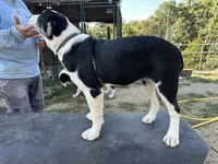 Luna, a female Central Asian Shepherd for sale in Moss, TN – Photo 3 of 3