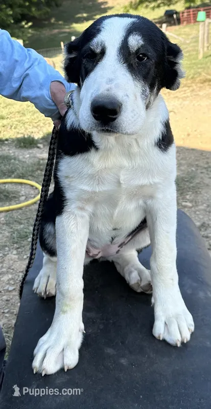 Luna, a female Central Asian Shepherd for sale in Moss, TN – Photo 1 of 3