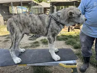 Bruce, a male Central Asian Shepherd for sale in Moss, TN – Photo 3 of 3
