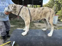 Bruce, a male Central Asian Shepherd for sale in Moss, TN – Photo 2 of 3