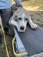 Bruce, a male Central Asian Shepherd for sale in Moss, TN – Photo 1 of 3
