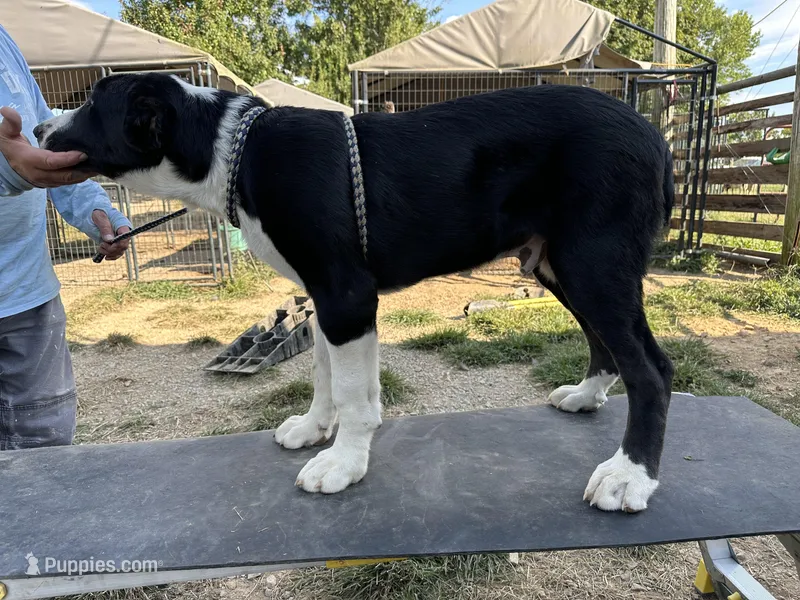 Jack, a male Central Asian Shepherd for sale in Moss, TN – Photo 1 of 3