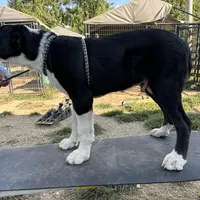 Jack, a male Central Asian Shepherd for sale in Moss, TN – Photo 1 of 3