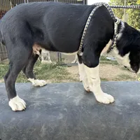 Jack, a male Central Asian Shepherd for sale in Moss, TN – Photo 2 of 3