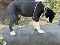 Jack, a male Central Asian Shepherd for sale in Moss, TN – Photo 2 of 3