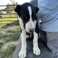 Jack, a male Central Asian Shepherd for sale in Moss, TN – Photo 3 of 3