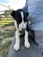 Jack, a male Central Asian Shepherd for sale in Moss, TN – Photo 3 of 3