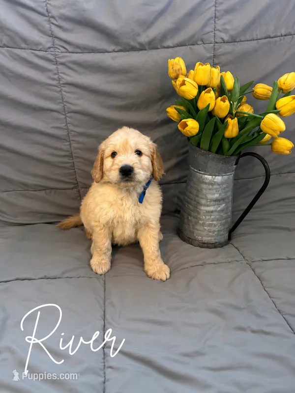 River – Goldendoodle, Golden Retriever puppy for sale in Houston, TX