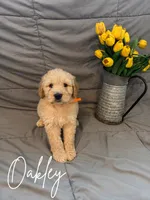 Oakley, a male Goldendoodle and Golden Retriever for sale in Houston, TX – 1 of 1
