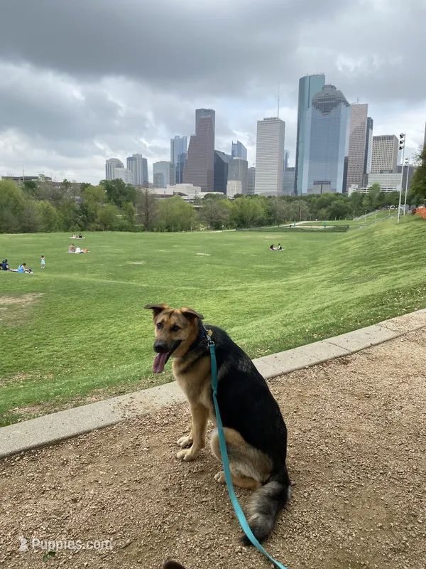 Koda – Goldendoodle puppy for sale in Houston, TX