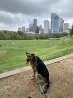 Koda, a male Goldendoodle for sale in Houston, TX – 1 of 1