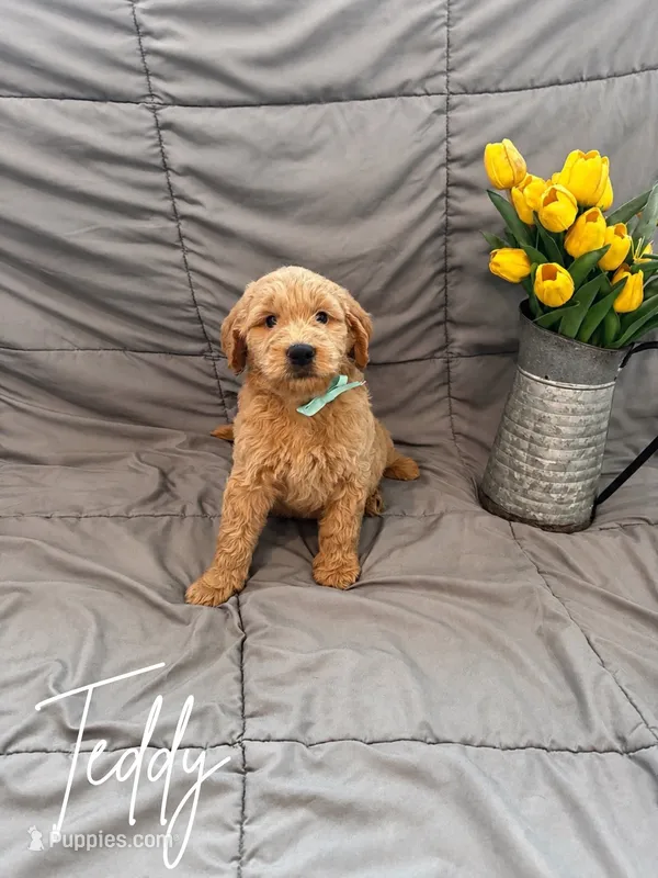 Teddy – Goldendoodle, Golden Retriever puppy for sale in Houston, TX