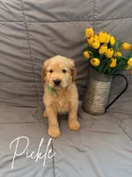 Pickle, a male Goldendoodle and Golden Retriever for sale in Houston, TX – 1 of 1