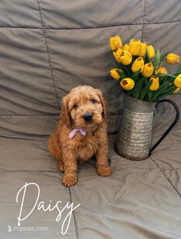 Daisy – Goldendoodle, Golden Retriever puppy for sale in Houston, TX