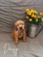 Daisy, a female Goldendoodle and Golden Retriever for sale in Houston, TX – 1 of 1