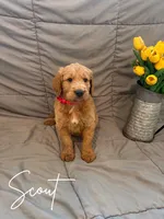Scout , a male Goldendoodle and Golden Retriever for sale in Houston, TX – 1 of 1
