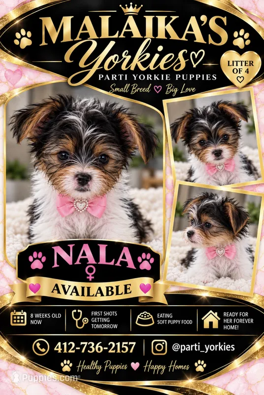 Nala – Yorkshire Terrier puppy for sale in Pittsburgh, PA