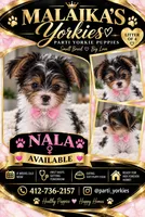 Nala, a female Yorkshire Terrier for sale in Pittsburgh, PA – 1 of 2