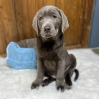 processed/3a1f43d2-8da3-49d8-bd2b-459a51845cf0/facility/c50053bd-f8b6-4fe0-8b6d-b28d88f84b20