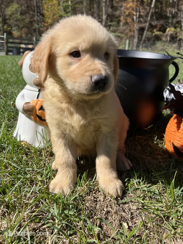 Ready to Go Home AKC Golden Retriever  – Golden Retriever puppy for sale in White Sulphur Springs, WV