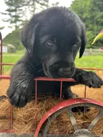 Ready to Go AKC Black Labrador Retriever , a male Labrador Retriever for sale in White Sulphur Springs, WV – 2 of 2