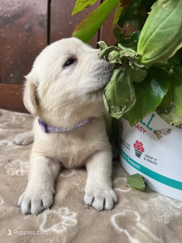 AKC Yellow Labrador Retriever  – Labrador Retriever puppy for sale in White Sulphur Springs, WV