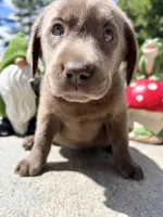 Ready to Go Labrador Retriever , a female Labrador Retriever for sale in White Sulphur Springs, WV – 2 of 2