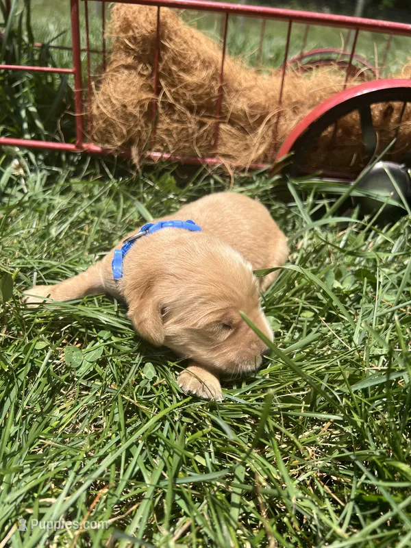 AKC Golden Retriever  – Golden Retriever puppy for sale in White Sulphur Springs, WV