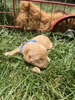 AKC Golden Retriever , a male Golden Retriever for sale in White Sulphur Springs, WV – 1 of 2